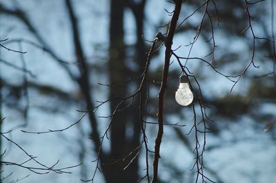 Light bulb hanging on bare tree