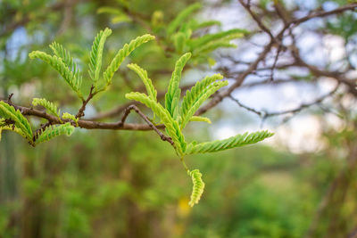 Close-up of tree branch