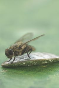 Close-up of fly