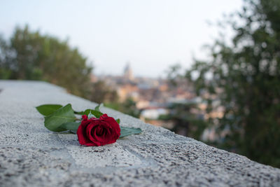 Close-up of red rose on plant