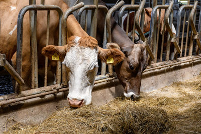 Dairy cows eating hay in barn on farm