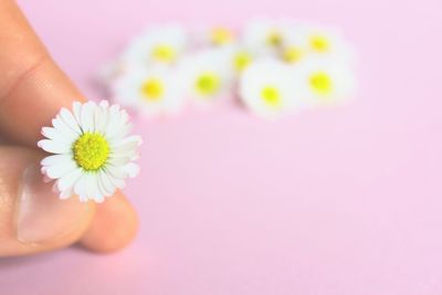 Close-up of hand over pink flowers
