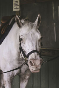 Horse at cage