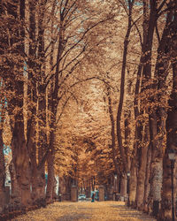 Bare trees during autumn