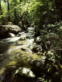 Stream flowing in forest