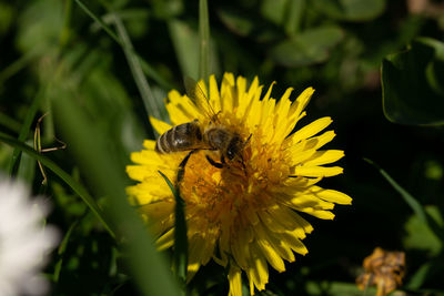 Bee pollinating flower