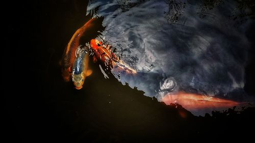 High angle view of koi fish swimming in pond