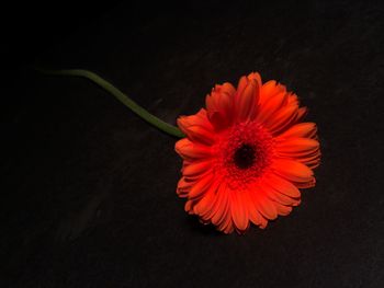 Close-up of flower over black background