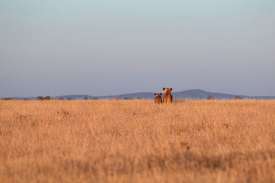 Lioness with cub standing next to each other