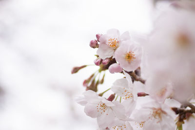 Close-up of pink flowers