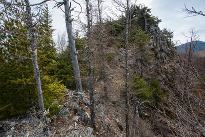 Low angle view of trees against sky in forest