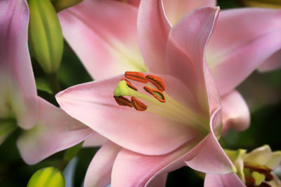 Close-up of pink flower blooming outdoors