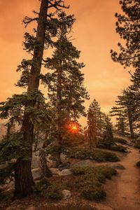 Trees in forest against sky during sunset