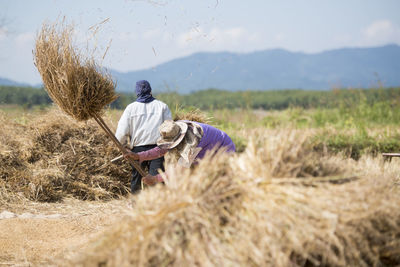 People harvesting rice