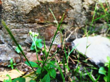 Close-up of butterfly on leaf