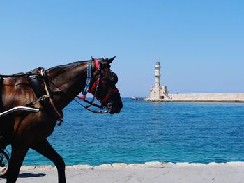 Horse walking on seashore in greece