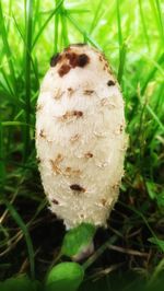 Close-up of mushroom growing in grass