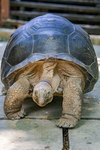 Big giant tortoise shell with textured legs walking on the ground.