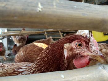 Close-up of birds in farm