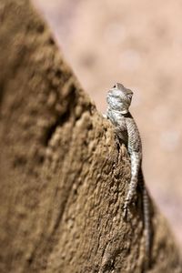 Close-up of lizard on rock