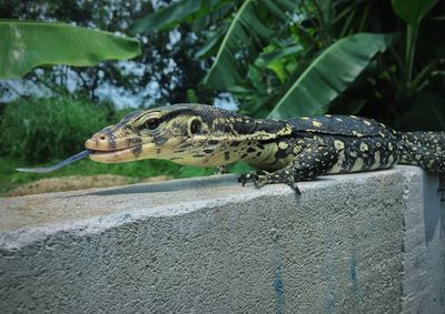 Close-up of a lizard looking away