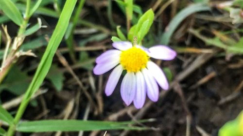 Close-up of purple flowers