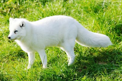 Dog on grassy field