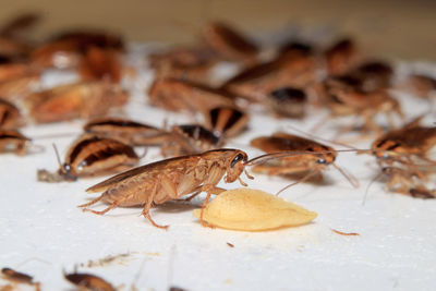 Close-up of cockroaches on table