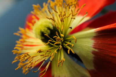 Close-up of flower