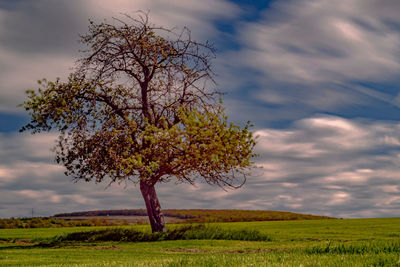 Tree on field against sky