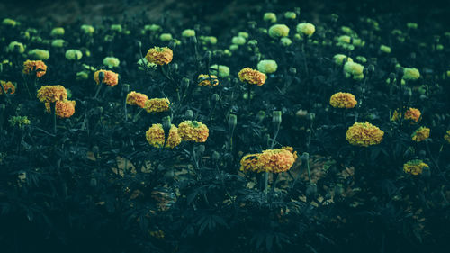 Close-up of yellow flowering plants on field