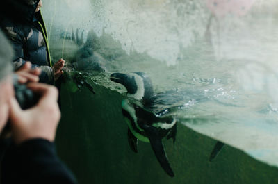 Midsection of person holding fish swimming in water