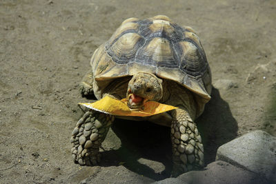 Sulcata tortoise african spurred tortoise eat a leaf. herbivorous animal