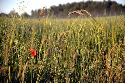 Close-up of flowers growing in field