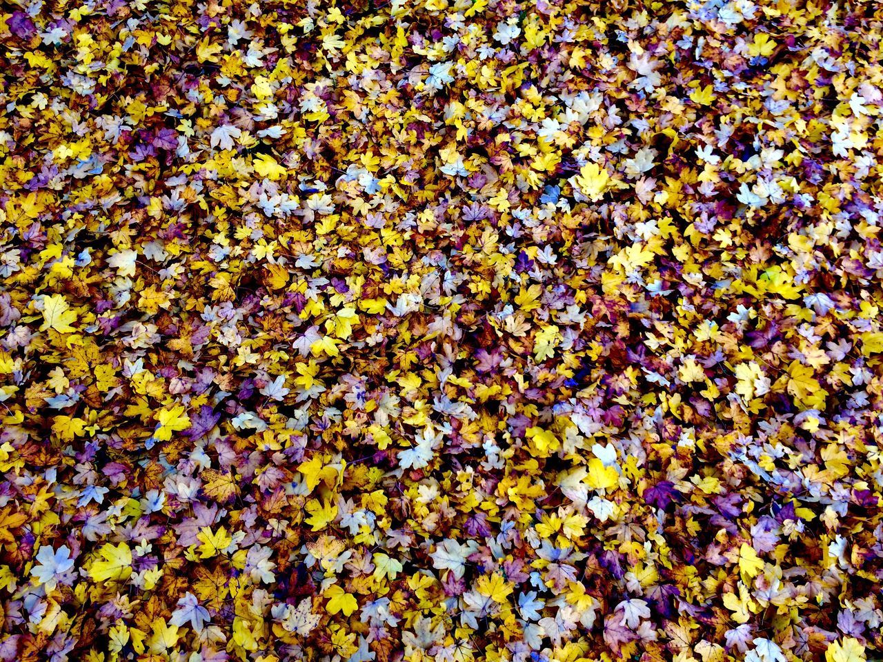 full frame, backgrounds, abundance, yellow, gold colored, no people, beauty in nature, close-up, nature, outdoors, day