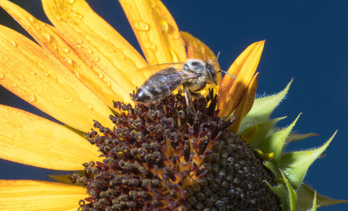 Bee in the sunflower. close-up bee on yellow flower collects nectar