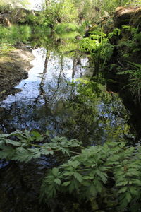 Scenic view of river in forest