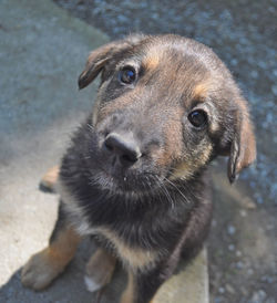 Close-up portrait of dog