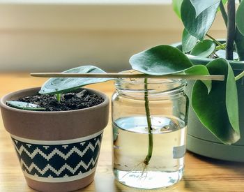 Close-up of potted plants on table