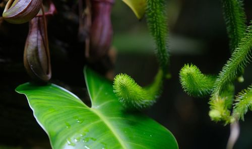 Close-up of green plant