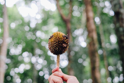 Close-up of hand holding dandelion flower