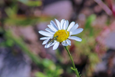 Close-up of white daisy and green beetle 