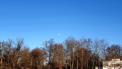 Low angle view of trees against clear blue sky