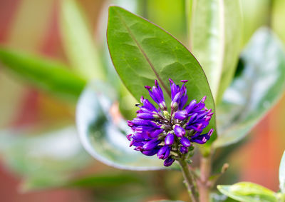 Close-up of purple flowering plant