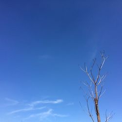 Low angle view of bare tree against blue sky