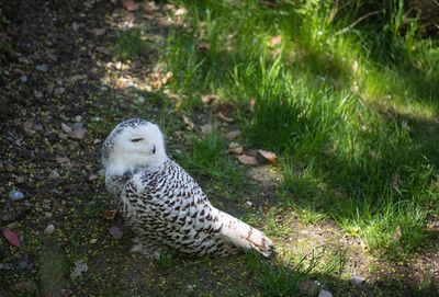 High angle view of owl on field