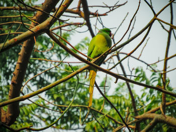 Low angle view of parrot perching on tree