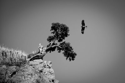 Low angle view of bird flying by tree on cliff against clear sky