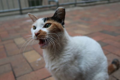 Close-up of cat sitting outdoors