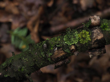 Close-up of lizard on branch